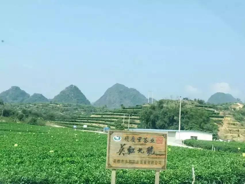 第四站：红茶谷、红茶庄！ (3).jpg